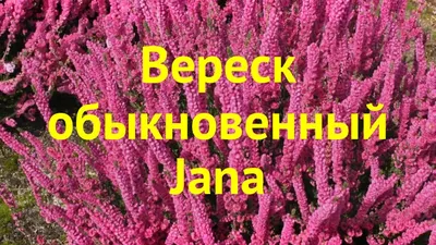 Вереск обыкновенный Джана. Краткий обзор, описание характеристик calluna  vulgaris Jana - YouTube