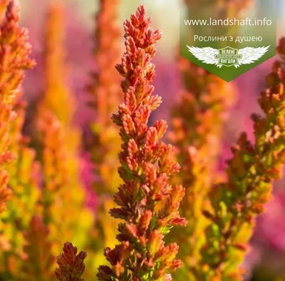 Calluna vulgaris 'Zoe', Вереск обыкновенный 'Зоуи'