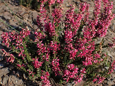 Вереск обыкновенный Афродита Calluna vulgaris Aphrodite - купить  многолетники с доставкой по Украине в магазине Добродар