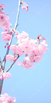 Весна, Япония, Любовь\". | Живопись | Автор: Дмуха Александра Яковлевна -  DotArt.info