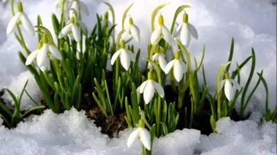 Подснежники - Весна - Любовь / Snowflowers - Spring - Love. Photographer  Ritam Melgunov