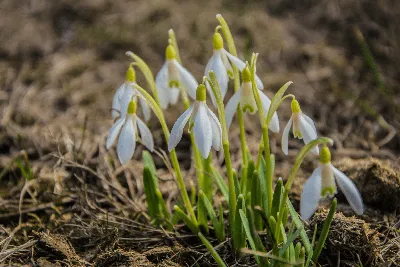 Где заметили подснежники во Всеволожском районе Ленобласти 22 марта 2023 г.  › Статьи › 47новостей из Ленинградской области