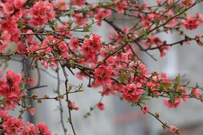 Бесплатное изображение: цветы, розоватый, филиалы, Веточка, время весны,  природа, цветение, ветка, цветок, сад