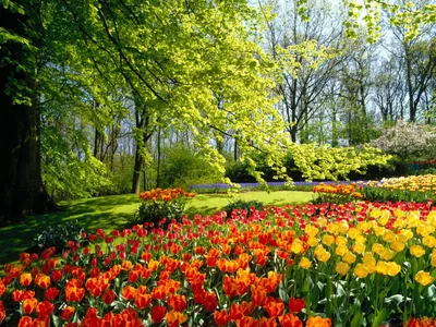 картинки : весна, природа, земельные участки, красивая, лес, дерево,  филиал, цвести, лепесток, Розовый, вишня в цвету, цветущее растение, Дикий  цветок, Ветка, пейзаж, Сухарь 5472x3648 - Konevi - 1604141 - красивые  картинки - PxHere