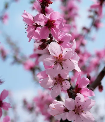 Природа весны в ретро стиле Стоковое Фото - изображение насчитывающей весна,  небеса: 40836778