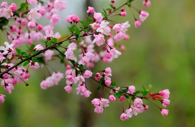 Обои природа, весна, луг, растение, дерево - картинка на рабочий стол и  фото бесплатно