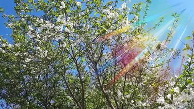 Природа Весна Цветок - Бесплатное фото на Pixabay - Pixabay