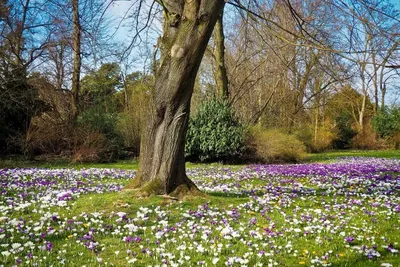 С первым днем весны: Красочные фото цветущей природы - весна, цветы, фото,  природа, 1 марта | Обозреватель | OBOZ.UA