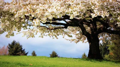 Большое цветущее дерево - Весна - Природа - Картинки на рабочий стол