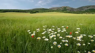 Природа Цветы Весна - Бесплатное фото на Pixabay - Pixabay