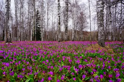 Весна в лесу — Фото №141303