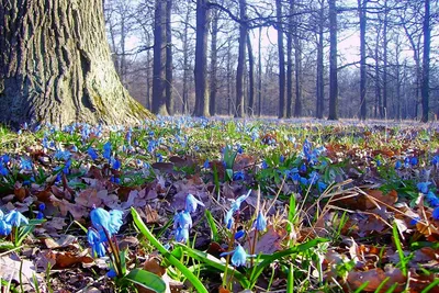 весна в лесу - онлайн-пазл