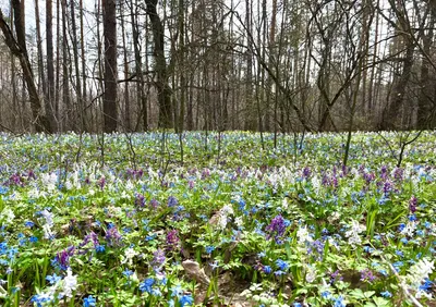 Весна природа лес - фото и картинки: 33 штук