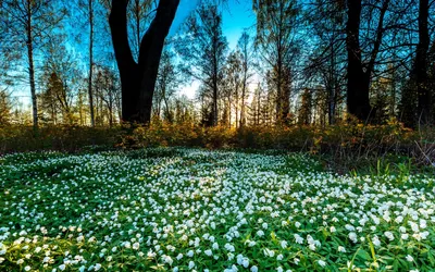 Картинка весна в лесу и много весенних цветов обои на рабочий стол