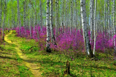 весенний лес во время захода солнца. цветение весной в лесу. пейзаж весной.  фото для фона. Стоковое Фото - изображение насчитывающей древесины,  сценарно: 215983482