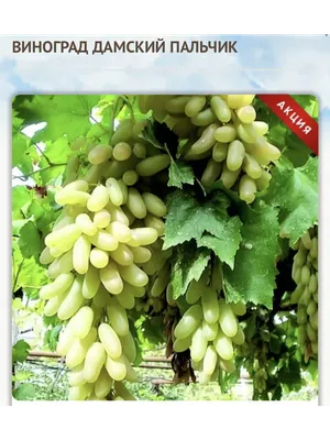 Сорт винограда \"Дамские пальчики\" лидирует по темпу роста цен в Узбекистане  - Darakchi