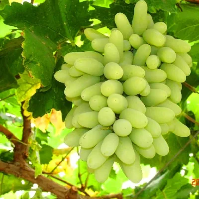 Грозди искусственного винограда Декоративный виноград - Дамский пальчик (  23 см ) (ID#860593649), цена: 67 ₴, купить на Prom.ua