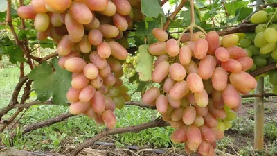Сорт винограда Хусайне белый (Дамские пальчики)
