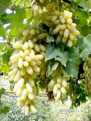 Вот так красиво растет виноград Черный Сапфир. | Дачный участок | ВКонтакте
