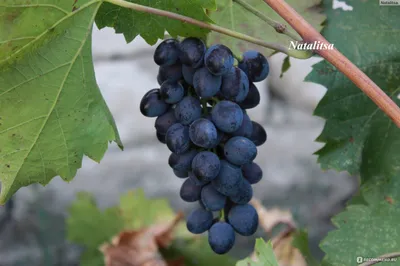 Сорта винограда азиатского происхождения - bovashop