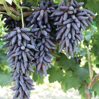 Свежий виноград из Молдовы \"Дамские пальчики\" купить с доставкой