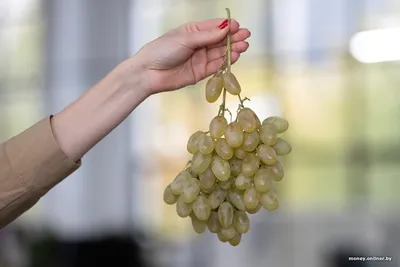 Топ-10 сортов неукрывного винограда – выбираем зимостойкие столовые сорта