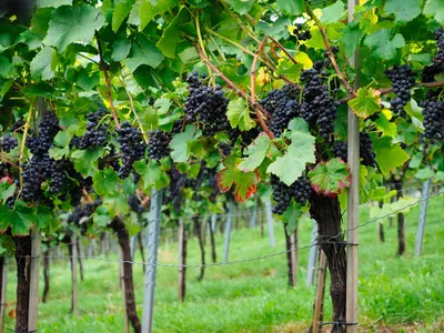 Саженцы винограда: 26 сортов