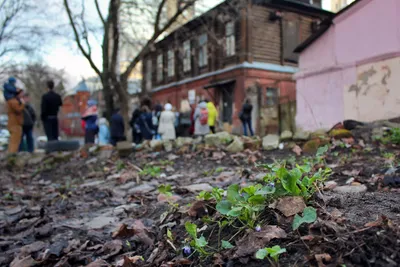 В Воронеж пришла весна | Пикабу