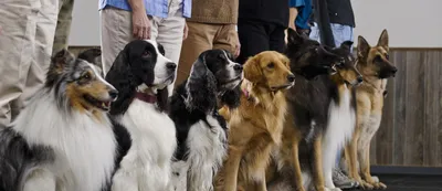 Фоторепортаж: выставка собак всех пород «Россия» собрала более 10 тыс.  питомцев | Ветеринария и жизнь