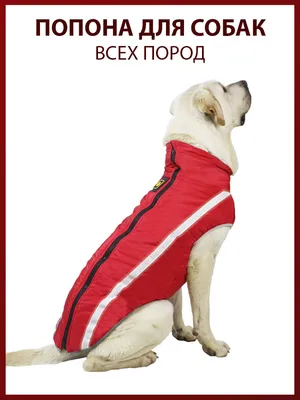 Каталог кормов PEDIGREE® для взрослых собак всех пород