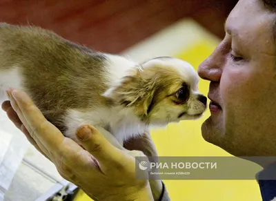 Влажный корм Pedigree для взрослых собак всех пород с говядиной и ягненком  в соусе, 85г - купить с доставкой в Воронеже в Перекрёстке