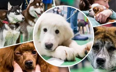 Выставка собак всех пород «Россия 2022»
