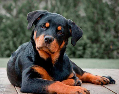 Запрещенные породы собак Породы ограниченные к разведению (породы  специального законодательства) .. | ВКонтакте