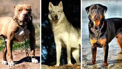Запрещенные породы собак в России | Живая планета | Дзен