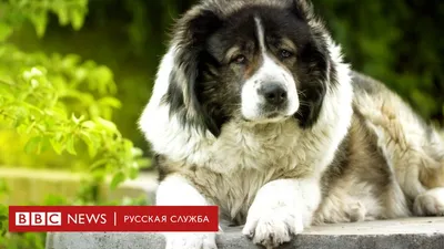 7 Пород Собак, Запрещенных во Многих Странах Мира - YouTube