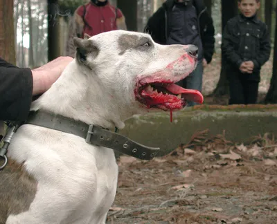 В России оставили только 13 опасных пород собак - МК