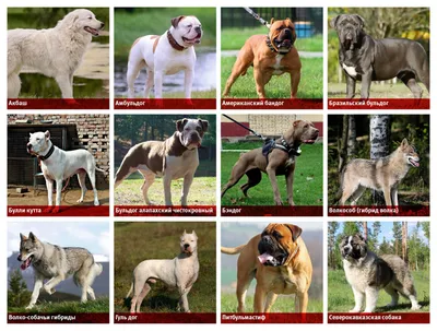 Список потенциально опасных пород собак могут расширить до 35 пунктов - РИА  Новости, 06.11.2020