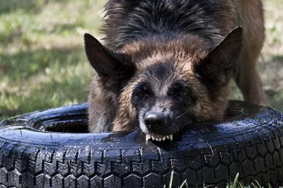 Как содержать опасные породы собак и как защитить пса от догхантеров -  Российская газета