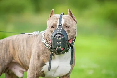 Когда введут обязательную регистрацию собак опасных пород - Российская  газета