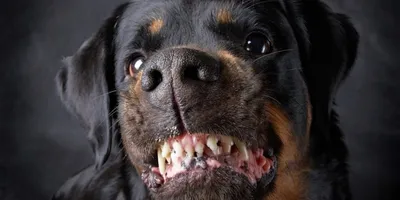 Госдуме предложили обязать владельцев собак потенциально опасных пород  получать лицензию - ЯПлакалъ