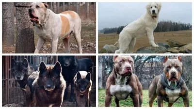 Шарпеи, овчарки, айну. МВД составило список из 69 опасных пород собак