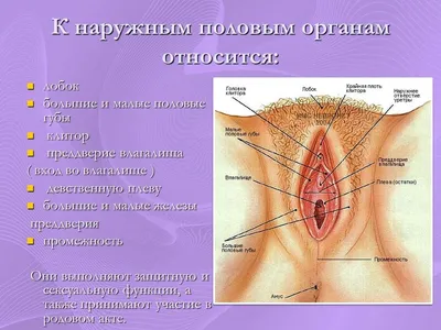 Влагалище | Анатомия, размеры женского влагалища