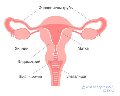 Онко Вики — Как устроена женская репродуктивная система?