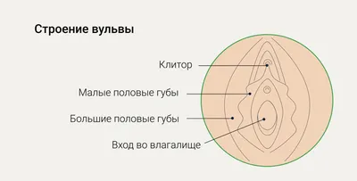 анатомия и физиология женских половых органов | Конспекты лекций Акушерство  и гинекология | Docsity