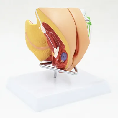 Размер жизни, медицинская анатомическая модель женского полового органа, 4  части, пронумерованные | AliExpress