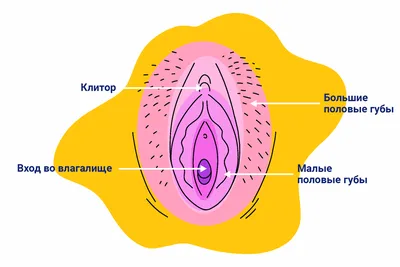Анатомия женских половых органов: строение, функции и расположение  внутренних и наружных женских половых органов, схема в разрезе