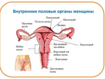 A582 Модель женского полового органа в сагиттальном разрезе, 4 части