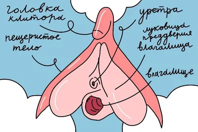 Недержание мочи и опущение женских половых органов