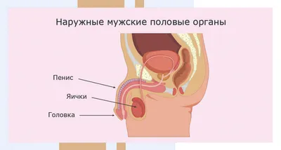 Сиповка, королек, мутовка: виды женских половых органов