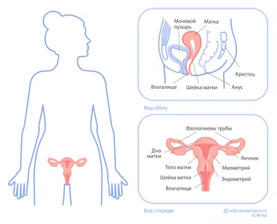 Как устроена мужская репродуктивная система - схема мужской половой системы